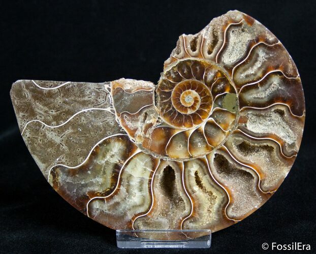 Broken / Inch Wide Polished Ammonite #2827